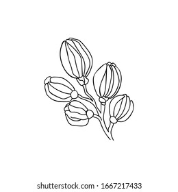 Hand drawn flower bud on white isolated background. Single spring object. Suitable for card, label.
