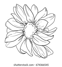 hand drawn flower, chamomile vector illustration 