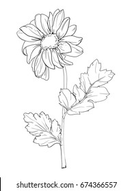 hand drawn flower, chamomile vector illustration, chamomile with stem and leaves  