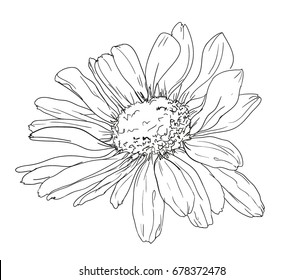 hand drawn flower, chamomile vector illustration
