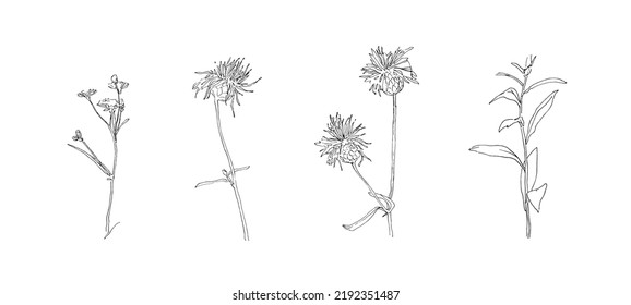 Hand drawn flower collection. Set of outline stem burdock flowers. Black isolated plants sketch vector on white background. Herb wildflower decorative print elements.