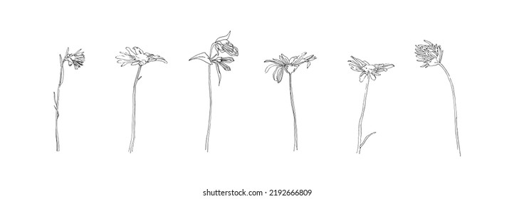 Hand drawn flower collection. Set of outline stem chamomile and clover flowers. Black isolated plants sketch vector on white background. Herb wildflower decorative print elements.