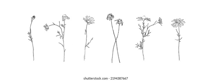 Handgezeichnete Blumensammlung. Set von Kamille, dunkle Konturen. Schwarze einzelne Pflanzen, Skizze, Vektorgrafik auf weißem Hintergrund. Kräuterblütendekorative Druckelemente.