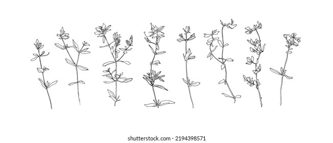 Hand drawn flower collection. Set of plants outlines. Black isolated plants sketch vector on white background. Herb wildflower decorative print elements.