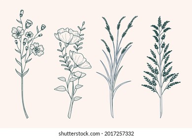 Hand drawn flower collection Vector