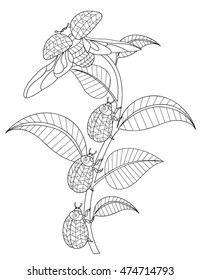 hand drawn flower coloring page