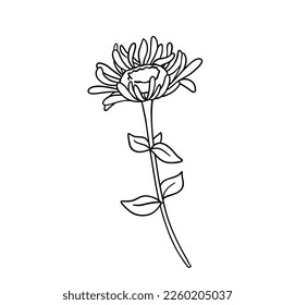 Flores dibujadas a mano. Esbozo del contorno del vector. Doodle de línea de arte aislado en fondo blanco