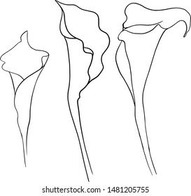 hand drawn flower for design 