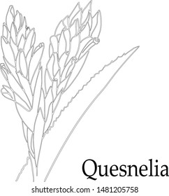 hand drawn flower for design 