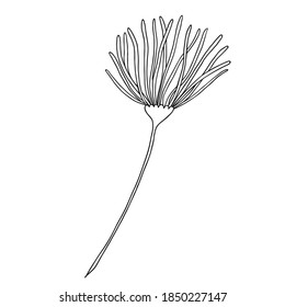 Hand drawn flower doodle. Decoration element for design invitation, wedding cards, valentines day.