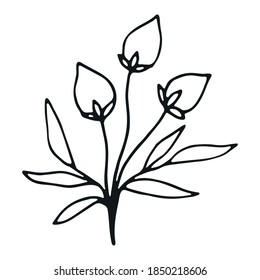Doodle de flores dibujado a mano. Hierba de bodas dibujada a mano. Icono de doodle floral simple