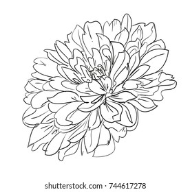 Hand Drawn Flower, Element of Decor. Vector Flower.