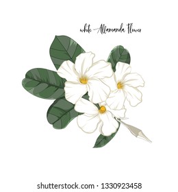 hand drawn flower element,white allamanda with leaf in vector illustration