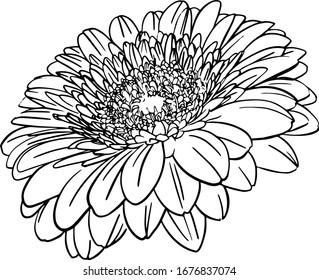 hand drawn flower gerberas in the Doodle style