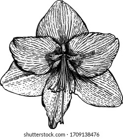 Hand - drawn  flower  Hippeastrum Flamenco Queen, sketch vector graphic monochrome  illustration on white background.