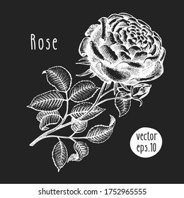 Ilustración de flores dibujada a mano. Esbozo de rosa vectorial en la pizarra. Ilustración botánica vintage