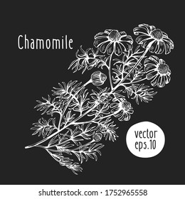 Hand drawn flower illustration. Vector chamomile sketch on chalk board. Vintage botanical illustration
