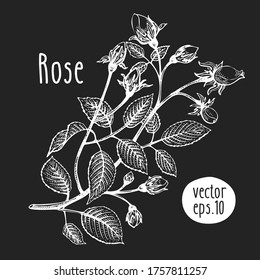 Hand drawn flower illustration. Vector rose sketch on chalk board. Vintage botanical illustration