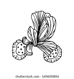 Hand drawn flower of Iris isolated on a white background. Simple outline illustration.