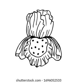 Hand drawn flower of Iris isolated on a white background. Simple outline illustration. It can be used for decoration of textile, paper and other surfaces.