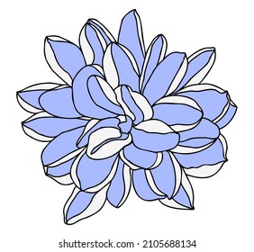 Hand drawn flower, isolate very peri flower head on white background. Dalia flower head for logo or tatoo 