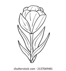 Hand drawn flower isolated on white background. Vector floral summer element. Decorative doodle sketch illustration.