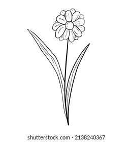 Hand drawn flower isolated on white background. Vector floral summer element. Decorative doodle sketch illustration.