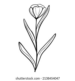Hand drawn flower isolated on white background. Vector floral summer element. Decorative doodle sketch illustration.