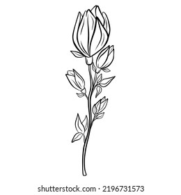 Hand drawn flower isolated on white background. Decorative doodle sketch illustration for greeting card, wedding invitation, fabric. Vector floral element.