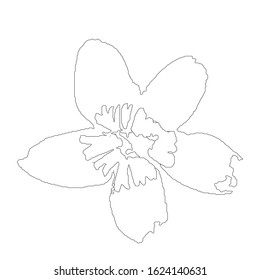 Hand drawn flower isolated. Simple outline sketch. Botany illustration. For coloring book. For floral shop. Decorative element. Ecology doodle. For post card, wallpaper, textile and wrapping paper.