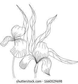 Hand drawn flower isolated. Simple outline sketch. Botany illustration. For coloring book. For flower shop. Decorative element. Ecology doodle. For post card, wallpaper, textile and wrapping paper