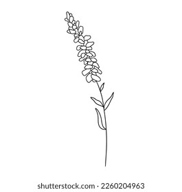 Handgezeichneter Blumenlavendel. Skizze für die Vektorgrafik von Wildblumen. Line Art Doodle einzeln auf Weiß