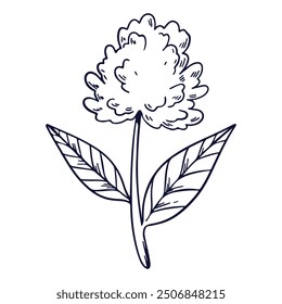 Flor y hoja dibujadas a mano aisladas en blanco.