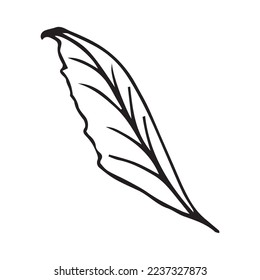 Hand Drawn Flower Leaf Vector Shape
