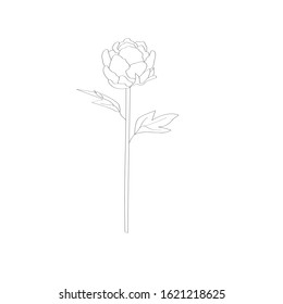 Hand drawn  flower with leaves.  Flower isolated on white background.  Botanical organic spring herb.  hand drawn in doodle Collection for cards and labels, books and banners