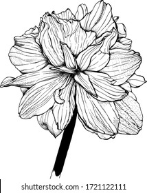 Hand - drawn  flower -  Lily, sketch vector graphic monochrome  illustration on white background.