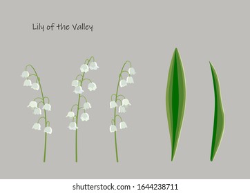 Hand drawn flower lily of the valley. Herbal card, decorative elements stem, foliage, bells for art design, vintage wallpaper, pattern, scrap book, sticker. Vector illustration, isolated on white.