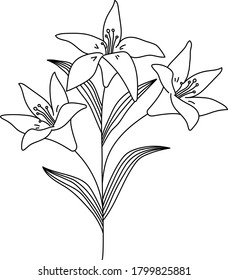 Ilustración vectorial de flores dibujadas a mano