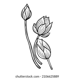 Hand Drawn Flower Lotus leafs naturals isolated sticker black botanical Line Art illustration