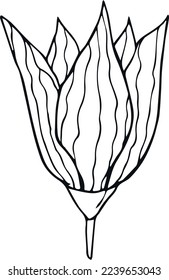 Handgezeichnete Blume auf weißem Hintergrund. Eine Linienkontur Blumenzeichnung. Umriss botanisches Element. Vektorgrafik