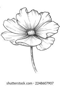 Hand drawn flower on white background