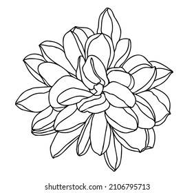 Hand drawn flower, outlines  isolate on white background. Dalia flower head for logo or tattoo 