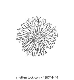 Hand drawn flower. Flower outlines in sketch style isolated on white background. Black ink flower illustration for coloring books.
