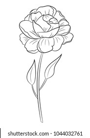 Hand drawn flower Peony. Coloring page for children and adults. Vector illustration