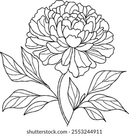 Hand drawn flower peony flower illustration line art and leaves on a white background.  For coloring pages, botanical designs, and minimalist art.
