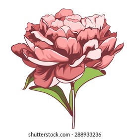 Hand drawn flower peony isolated on white background. Vector illustration. Floral design element. 