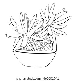 hand drawn flower, plants. decorative stones for flower. Monochrome vector illustration in sketch style