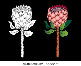 Hand drawn flower protea illustration. Graphic design elements. Exotic plant.