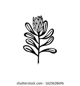 Hand drawn flower Protea on a white isolated background. Simple outline illustration.