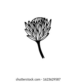Hand drawn flower Protea on a white isolated background. Simple outline illustration.